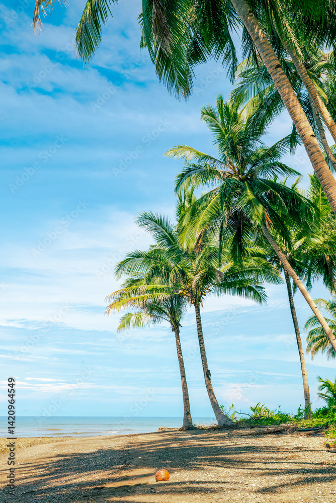 Fototapeta premium Rows of coconut trees on a beautiful white sand beach. Tropical beach