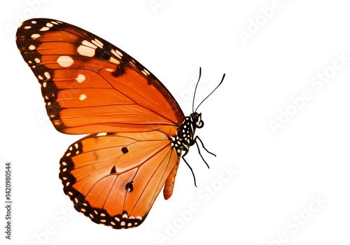 Stunning Orange Butterfly with Black Spots: High-Resolution Image