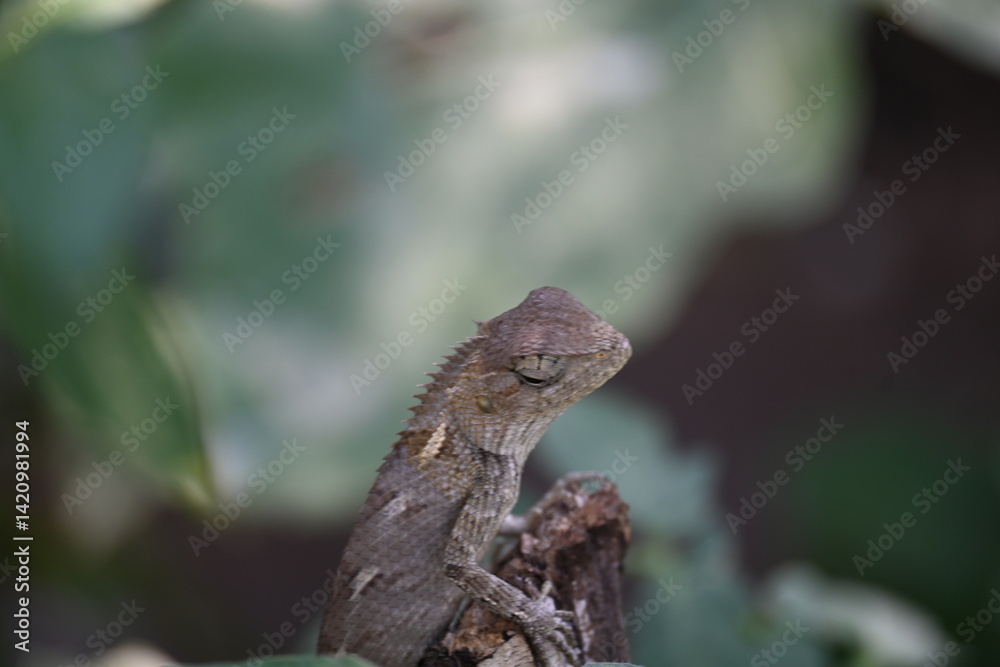 Chameleons on green plant. It is a reptile animal. It is an animal of the  Chamaeleonidae family. Its other name chamaeleons. This animal is master at changing colors.