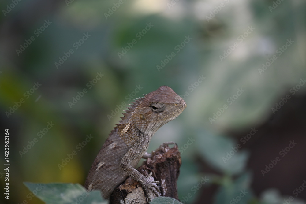 Chameleons on green plant. It is a reptile animal. It is an animal of the Chamaeleonidae family. Its other name chamaeleons. This animal is master at changing colors. Chameleons on green plant. It is a reptile animal. It is an animal of the Chamaeleonidae family. Its other name chamaeleons. This animal is master at changing colors.
