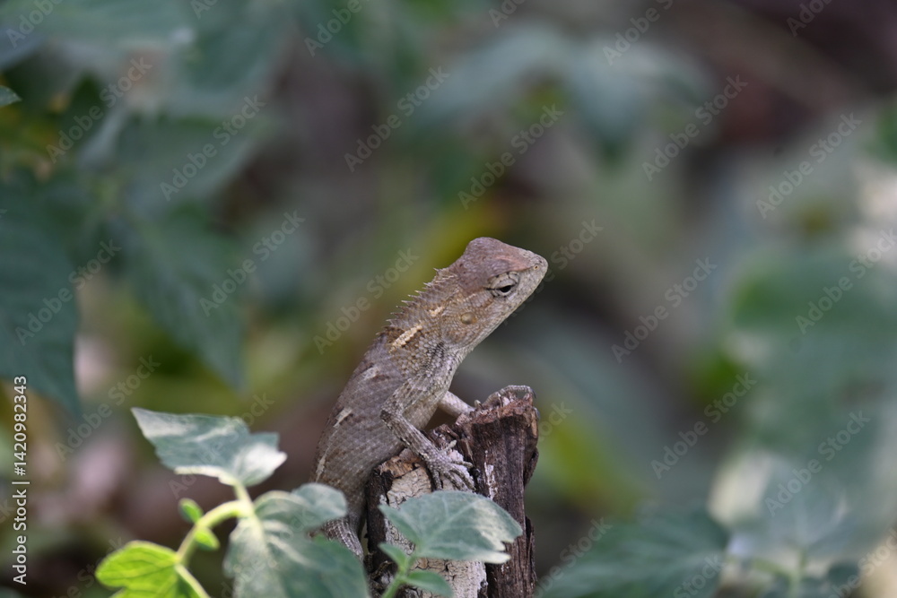 Obraz premium Chameleons on green plant. It is a reptile animal. It is an animal of the Chamaeleonidae family. Its other name chamaeleons. This animal is master at changing colors.