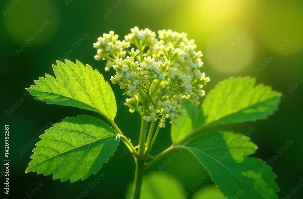 Vibrant green plant with white blossoms in sunlight Vibrant green plant with white blossoms in sunlight