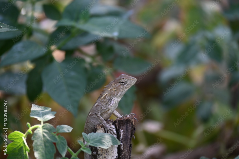 Chameleons on green plant. It is a reptile animal. It is an animal of the Chamaeleonidae family. Its other name chamaeleons. This animal is master at changing colors. Chameleons on green plant. It is a reptile animal. It is an animal of the Chamaeleonidae family. Its other name chamaeleons. This animal is master at changing colors.