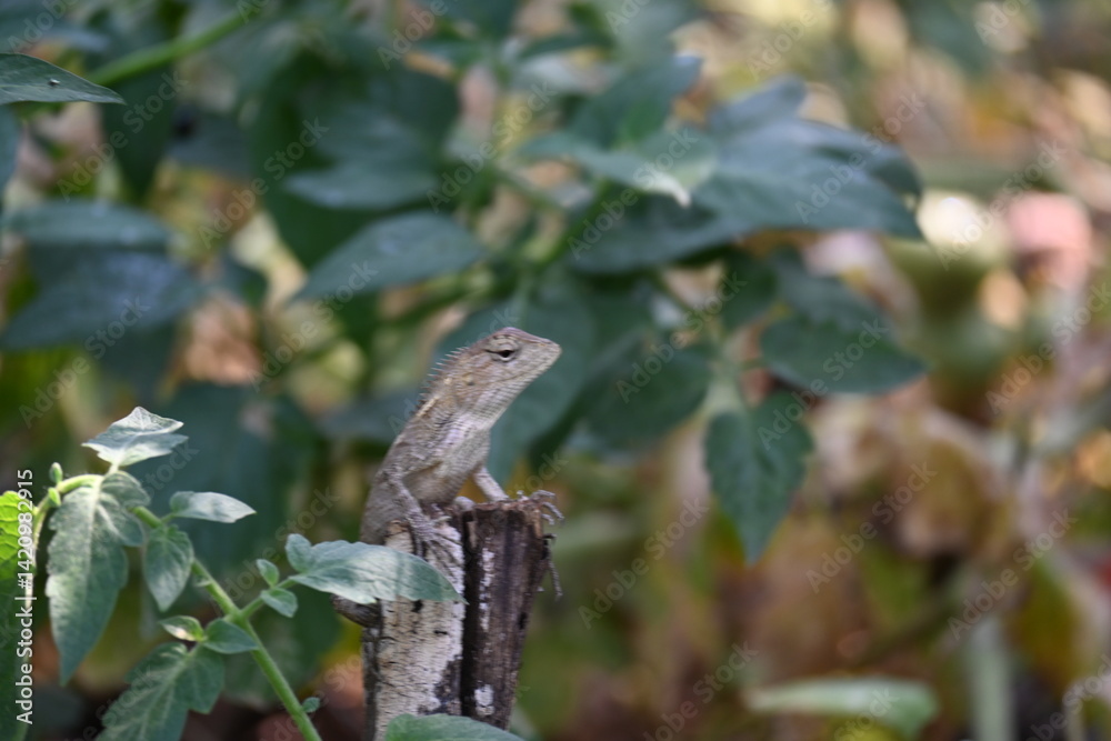Chameleons on green plant. It is a reptile animal. It is an animal of the Chamaeleonidae family. Its other name chamaeleons. This animal is master at changing colors. Chameleons on green plant. It is a reptile animal. It is an animal of the Chamaeleonidae family. Its other name chamaeleons. This animal is master at changing colors.
