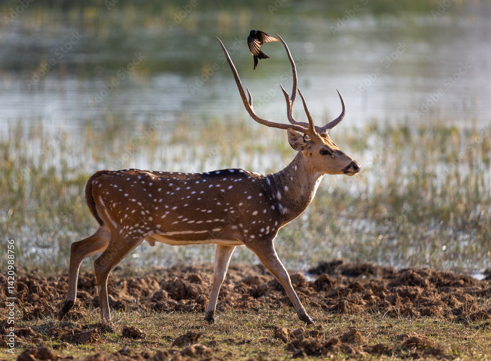 Buck or male spotted deer (Axis axis) walking along a pond with bird approaching in Tadoba National Park in India Buck or male spotted deer (Axis axis) walking along a pond with bird approaching in Tadoba National Park in India