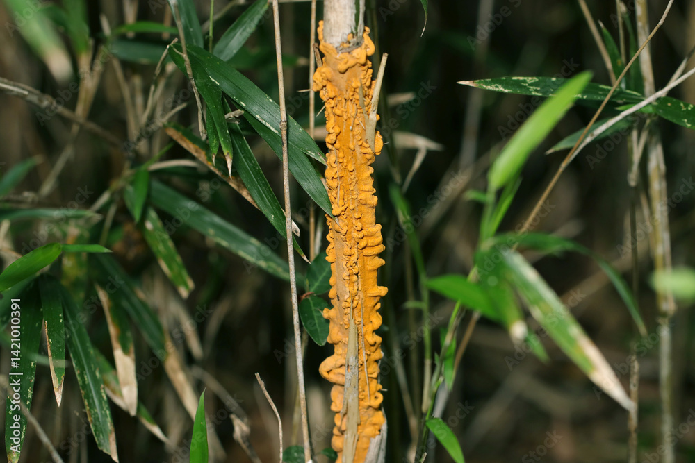 Fototapeta premium 竹や笹に発生する黄褐色のさび病菌「メダケ赤衣病菌」