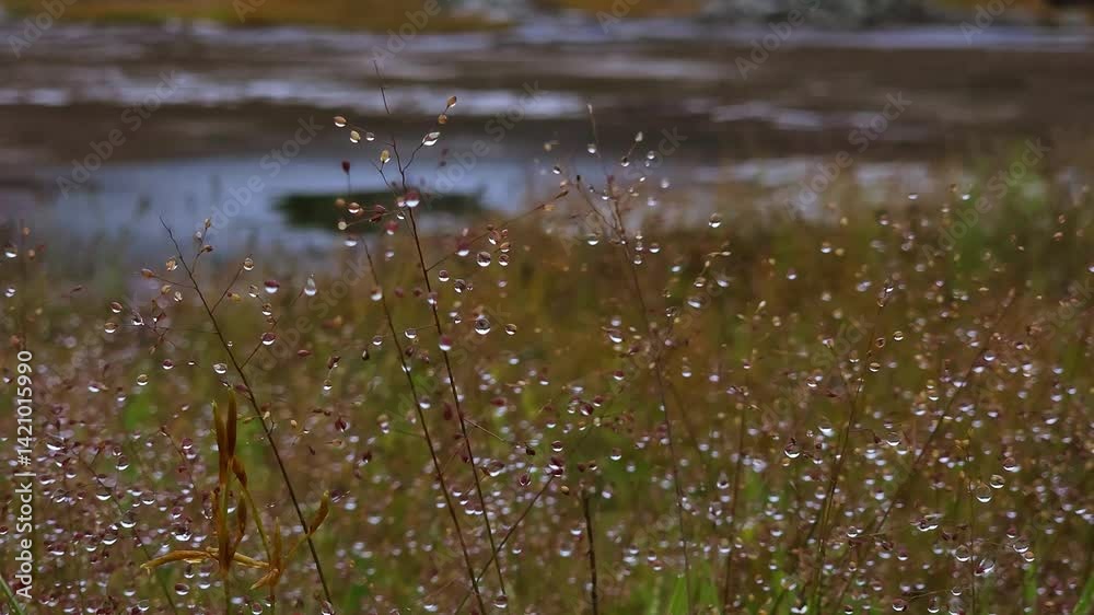 grass in the wind grass in the wind