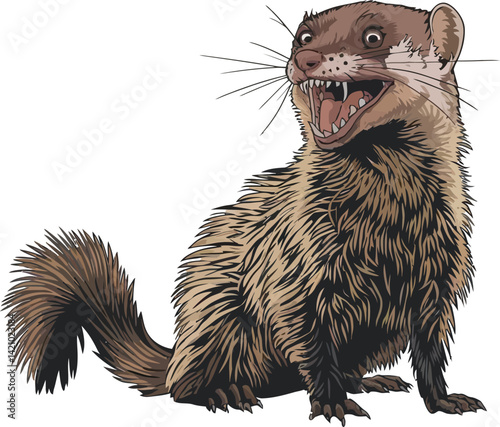 Cute cartoon a illustrator vector Mongoose