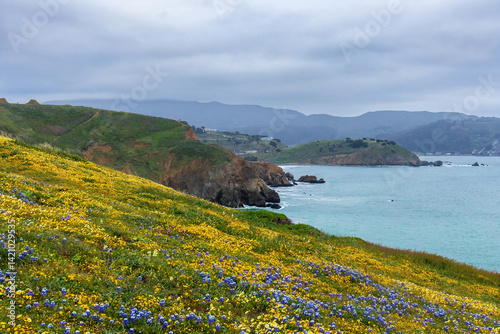 Super Bloom at Mori Point, San Mateo Coast, California.