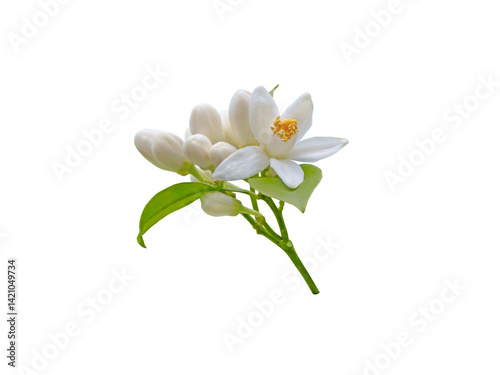 Bunch of white orange tree flowers, leaves and buds isolated transparent png. Citrus sinensis flowering plant. photo