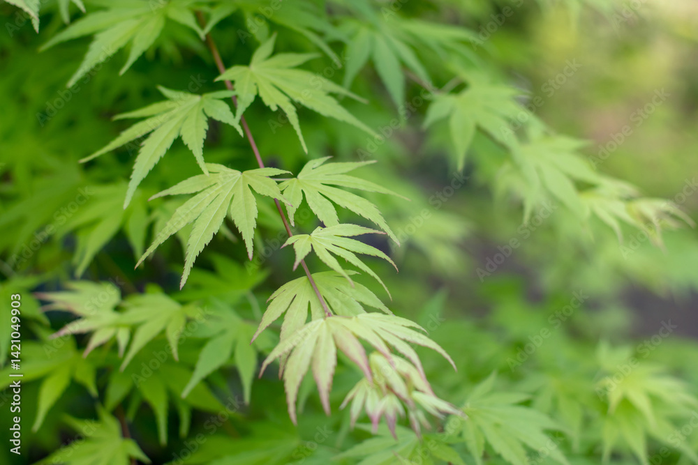 Palmate maple, Japanese maple, smooth Japanese maple or acer palmatum branches in the spring. Palmate maple, Japanese maple, smooth Japanese maple or acer palmatum branches in the spring.