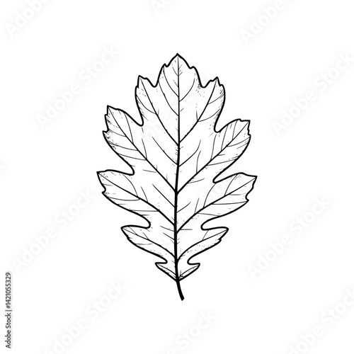 Hand-Drawn Oak Leaf Illustration on White Background