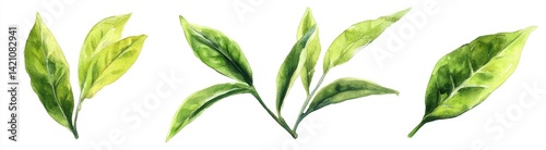 Fresh Tea Leaves Illustration (1)