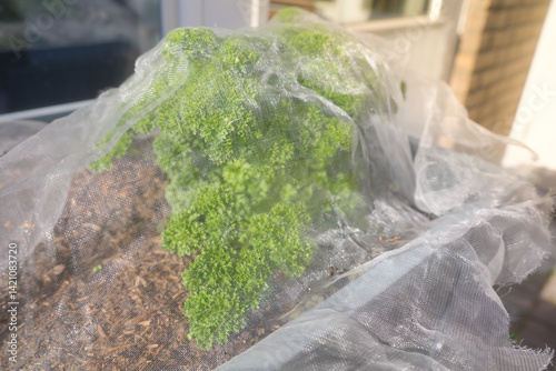 Insect protection nets protecting a parsley plant from pests and insects. Gardening concept.