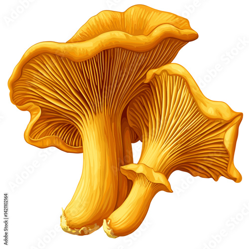 Golden Chanterelle Mushrooms – Wild Forest Harvest