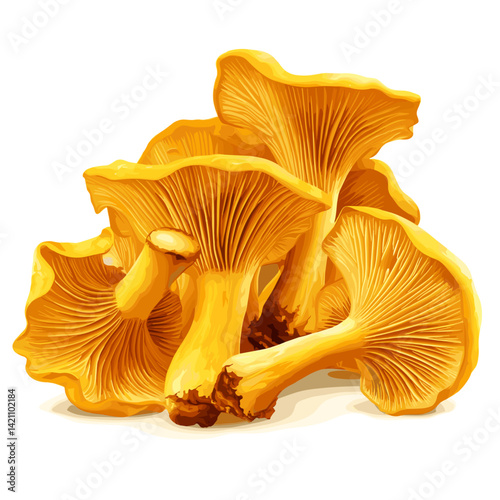 Golden Chanterelle Mushrooms – Wild Forest Harvest