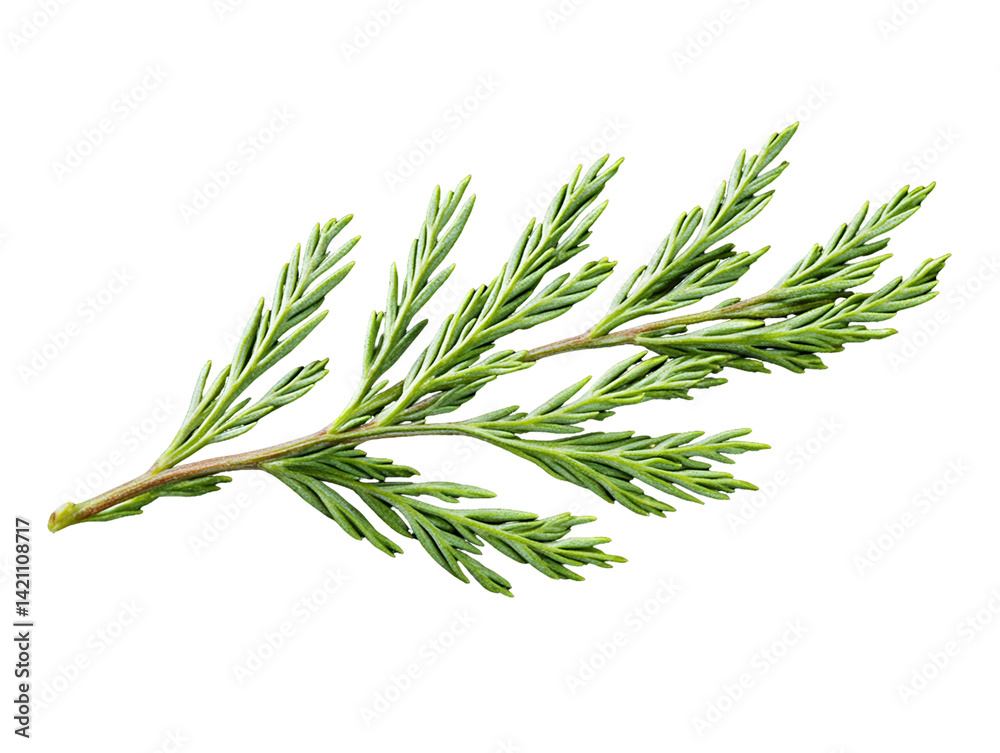 Fototapeta premium Vibrant Green Sprig with Delicate Feathery Foliage on Transparent Background, PNG