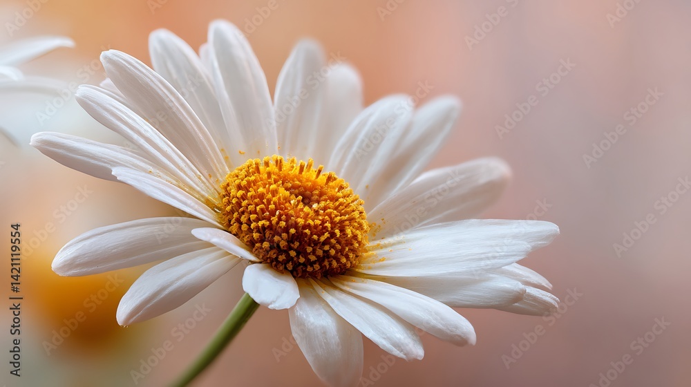 Fototapeta premium Close-up of a white daisy (1)