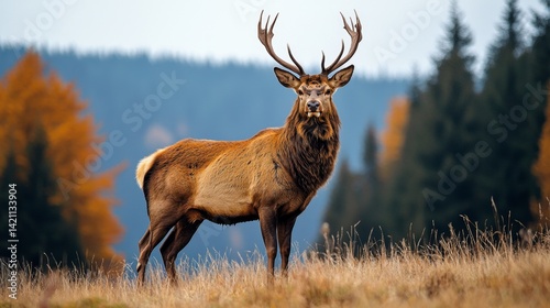 A large elk standing in a grassy field with trees in the background