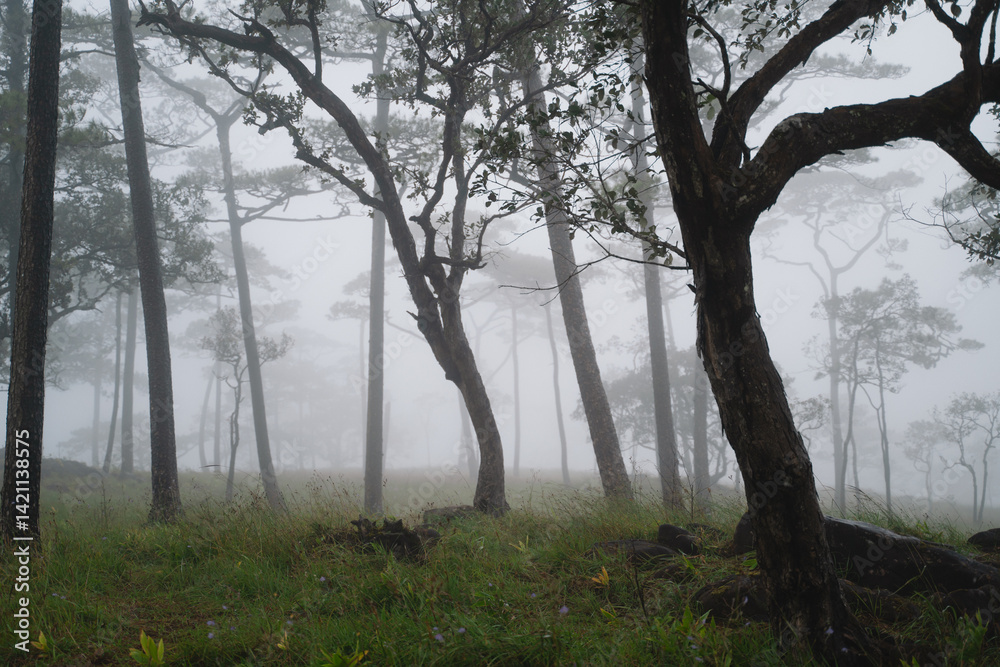 Fototapeta premium In the rainforest, the green trees rose from the fog, their towering presence against the mountain creating a breathtaking landscape that showcased the raw beauty of nature and forest.