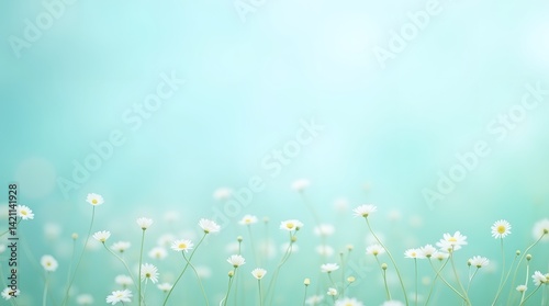 Delicate white daisies bloom against a soft teal backdrop. Serene floral composition, ideal for spring themes, nature backgrounds, and gentle designs.