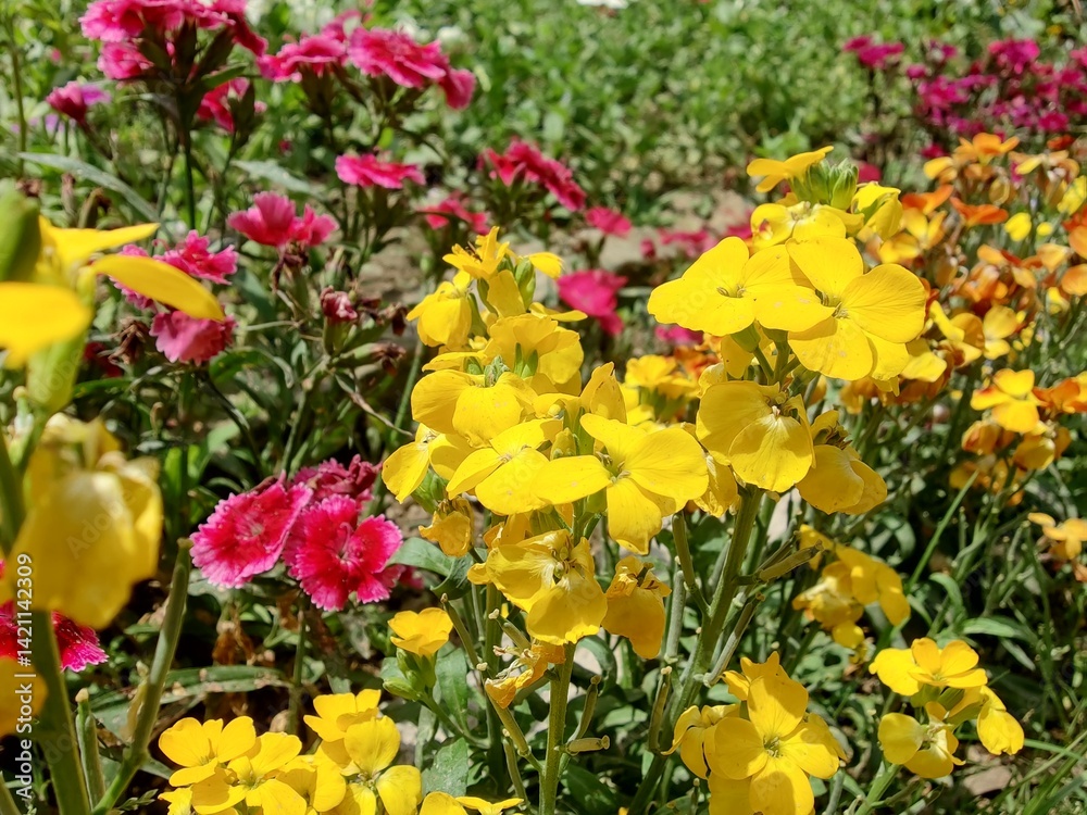 Ταπετσαρία Erysimum cheiri, common wallflower or CHEIRANTHUS