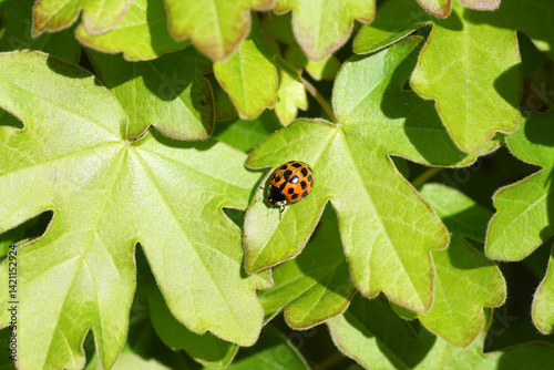 Closeup young green leaves of a hedge of field maple (Acer campestre) in spring with orange, red harlequin ladybird (Harmonia axyridis f. succinea). Spring, April, Netherlands