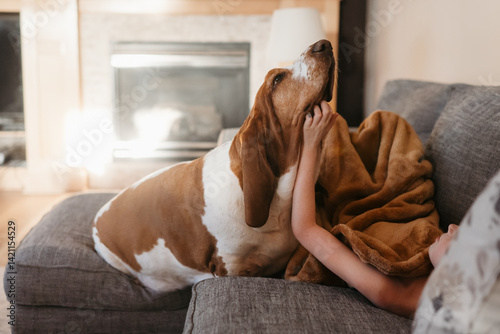 Basset hound dog gets a chin scratch while sitting on the sofa