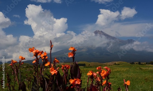 spectacular view of mount taranaki  in egmont  national park across farmlands and pretty  orange gladioli on a sunny summer day  near new plymouth on west coast of new zealand's north island
