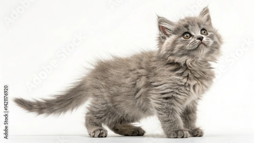 A fluffy gray kitten standing on a white background looking up with curious and bright eyes so adorable created with generated ai