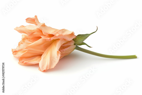 Wallpaper Mural Single Faded Peach Tulip Bloom Torontodigital.ca