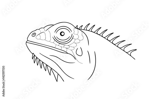 Iguana head line art illustration of a reptile animal on white background for coloring pages
