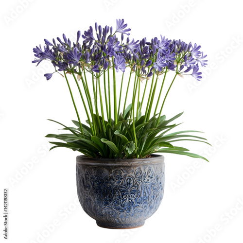 Beautiful Agapanthus in Blue Pot on white background