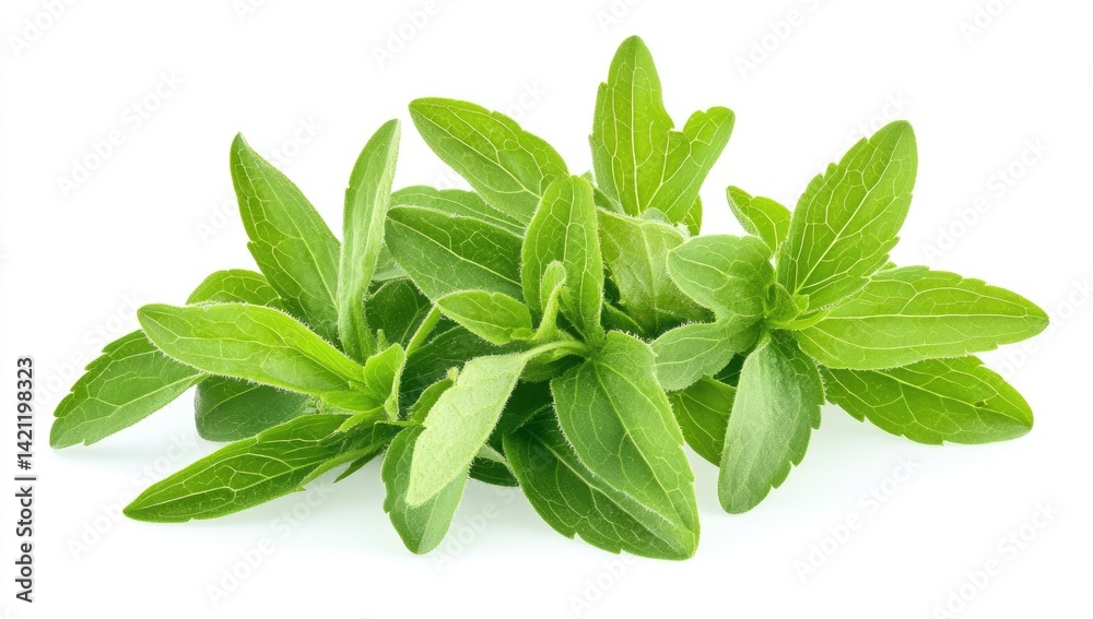 Fresh Stevia Leaves Close-up Fresh Stevia Leaves Close-up