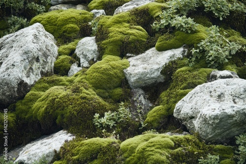 Lush moss-covered boulders from an arid landscape, cut out for design use