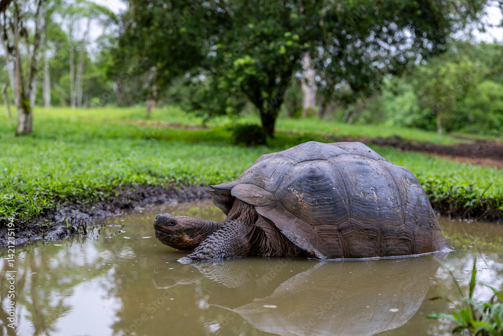 Fototapeta premium The Galapagos Islands are a volcanic archipelago in Ecuador, the first to be designated a World Natural Heritage Site. They are known as