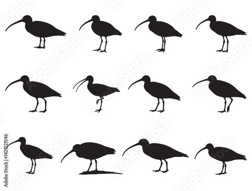 Tableau sur toile EASTERN CURLEW SILHOUETT