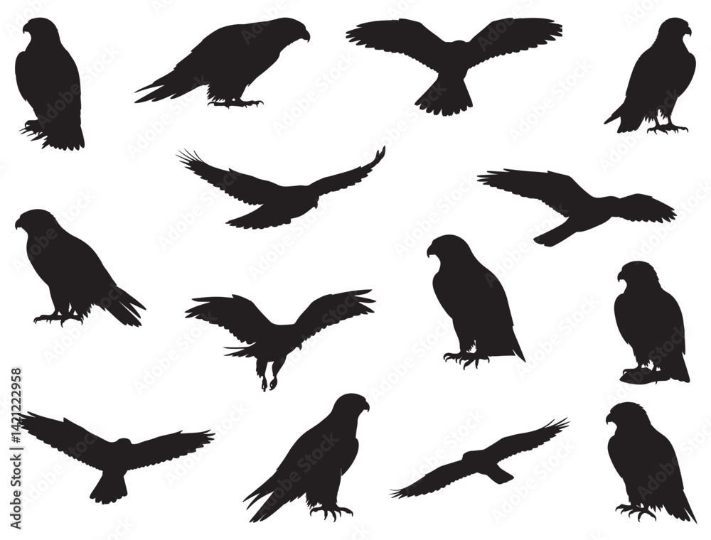 Obraz premium FALCON SILHOUETTE WHITE BACKGROUND