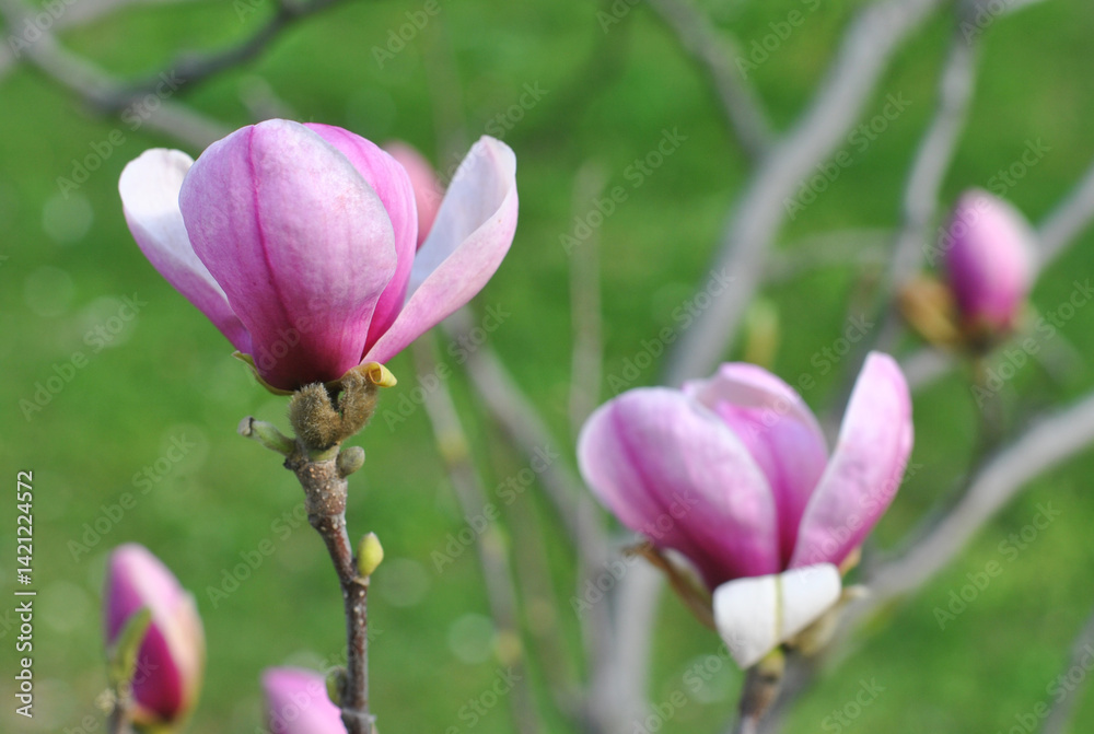 pink magnolia blossom on tree pink magnolia blossom on tree
