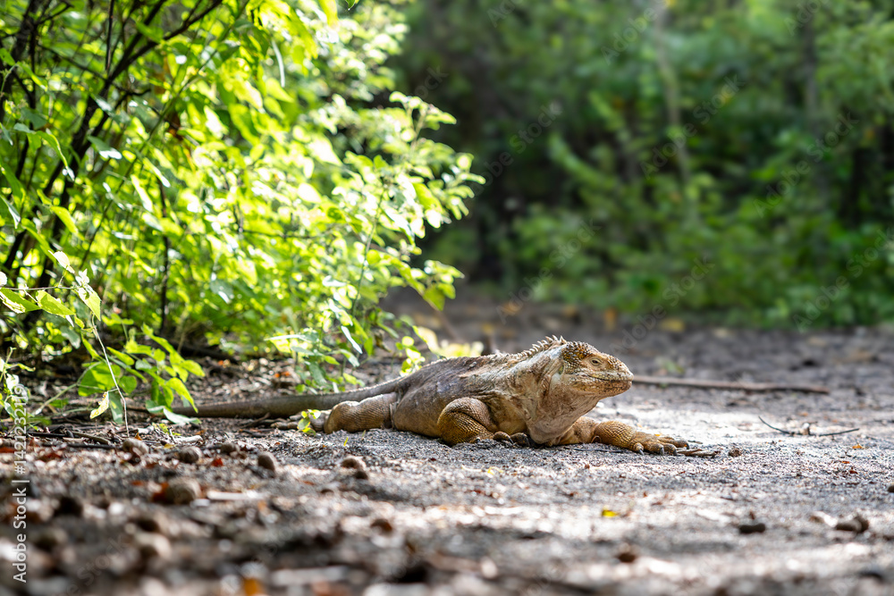 Fototapeta premium The Galapagos Islands are a volcanic archipelago in Ecuador, the first to be designated a World Natural Heritage Site. They are known as the loneliest and most beautiful archipelago in the world