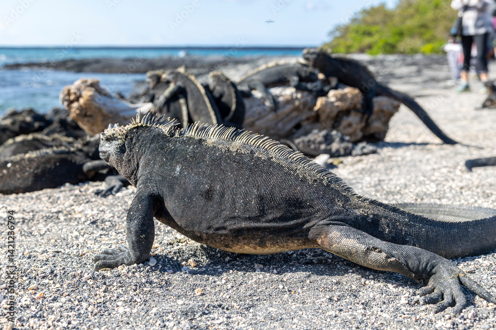 Fototapeta premium The Galapagos Islands are a volcanic archipelago in Ecuador, the first to be designated a World Natural Heritage Site. They are known as the loneliest and most beautiful archipelago in the world