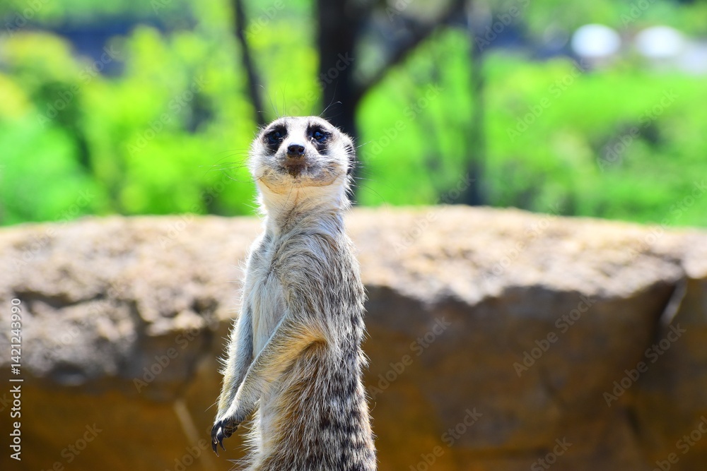 Fototapeta premium meerkat on a rock