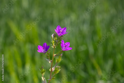 
Venus’s looking glass (Legousia speculum-veneris) usually grows on its own at the edge of wheat and barley fields in Diyarbakır in mid-April.