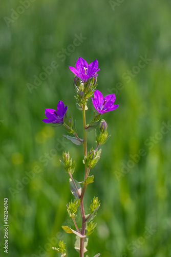 
Venus’s looking glass (Legousia speculum-veneris) usually grows on its own at the edge of wheat and barley fields in Diyarbakır in mid-April.