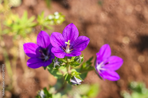 
Venus’s looking glass (Legousia speculum-veneris) usually grows on its own at the edge of wheat and barley fields in Diyarbakır in mid-April.