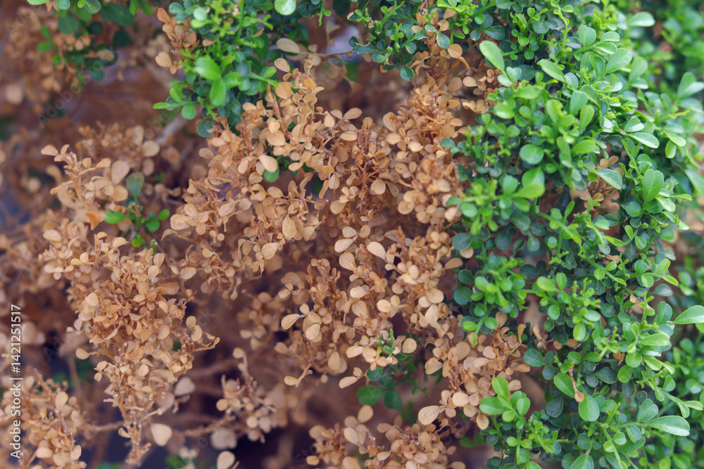 Selective focus on green leaves and dry leaves. Climate change concept. Plant leave burn due to sun heat. nature Change concept. Selective focus on green leaves and dry leaves. Climate change concept. Plant leave burn due to sun heat. nature Change concept.