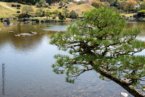 Close-up of pine tree by the pond in a Japanese garden