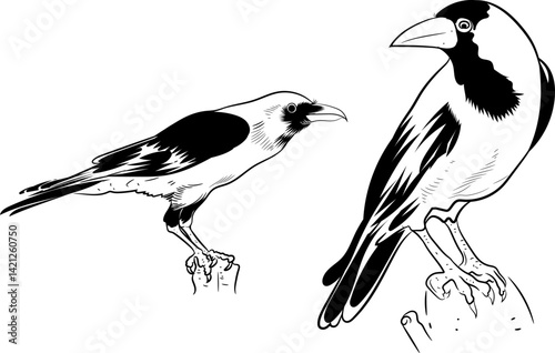 Crow bird silhouette Black and white drawing vector illustration
