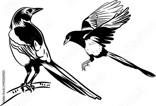 Magpie bird silhouette Black and white drawing vector illustration
