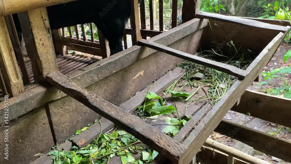 A black goat eating leaves from the gap the wooden cage